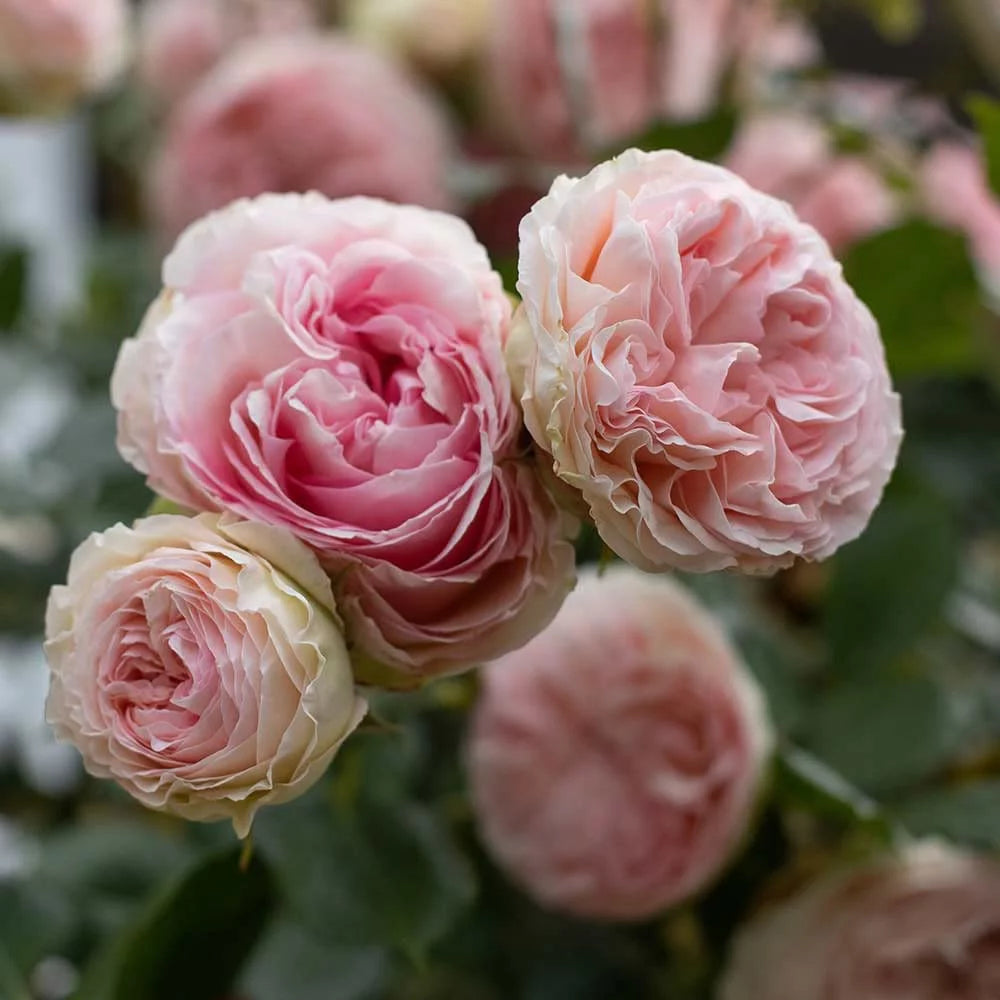 Climbing Pink Rose Plant S757