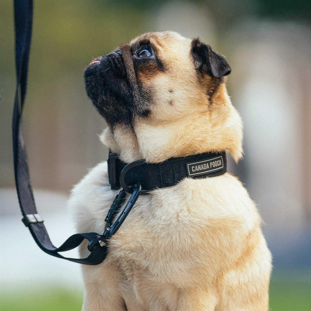Utility Dog Collar E2121