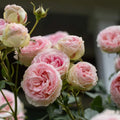 Climbing Pink Rose Plant S757