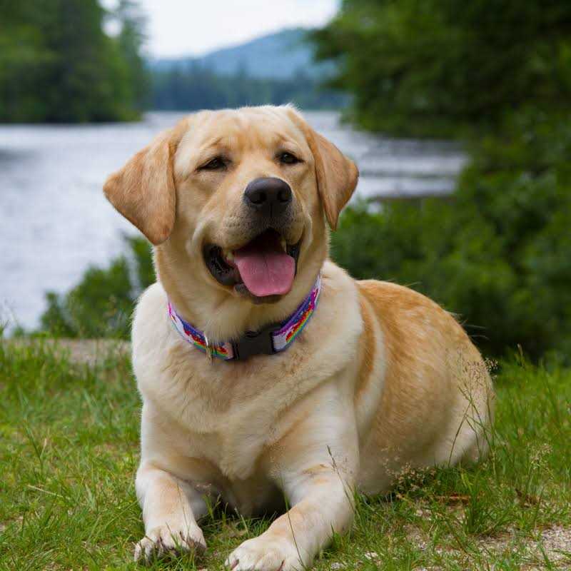 Dog Collar E433