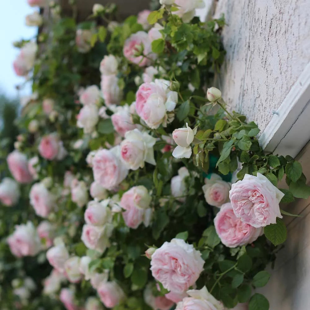 Climbing Pink Rose Plant S757
