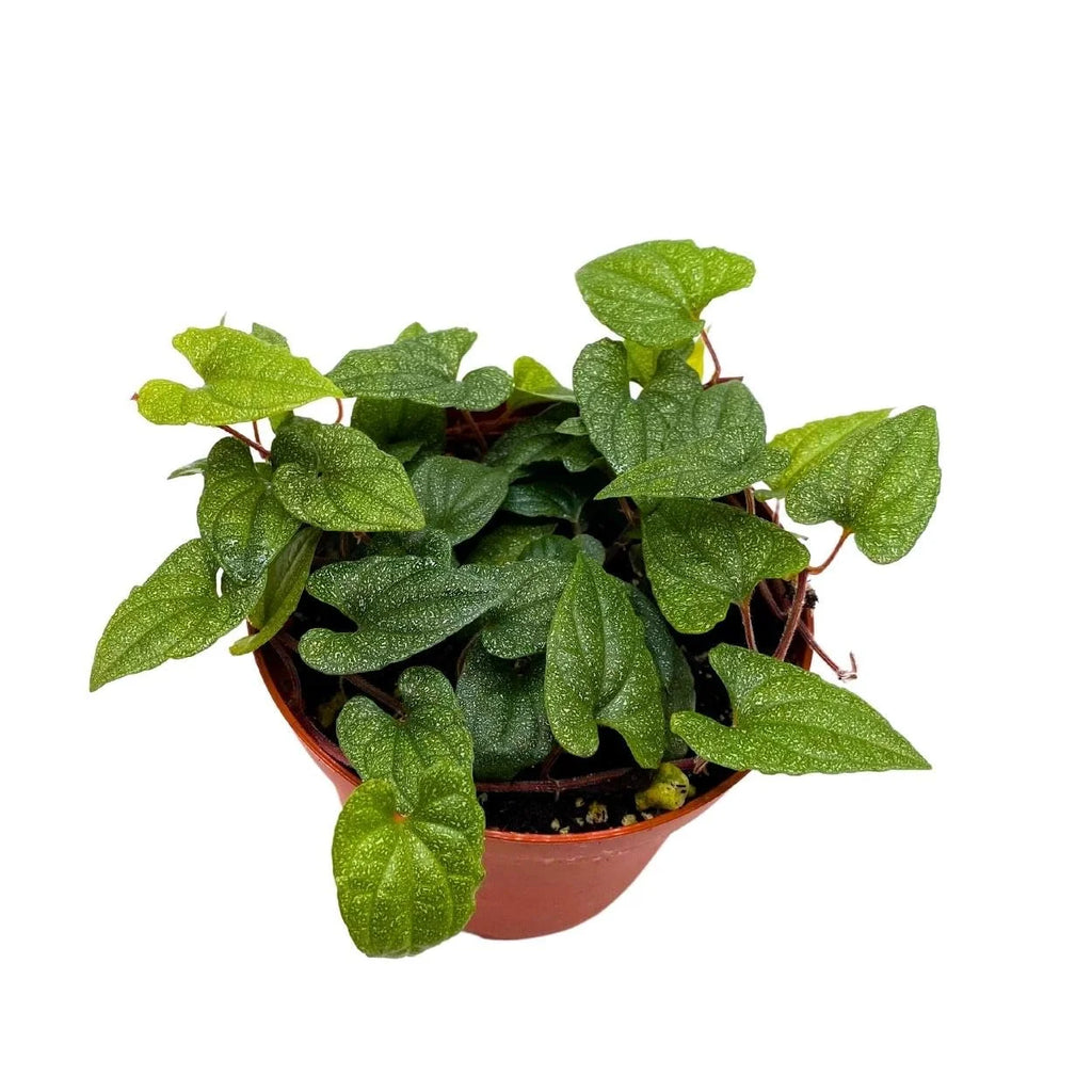 Rare Variegated Miniature Leaf Piper O8882