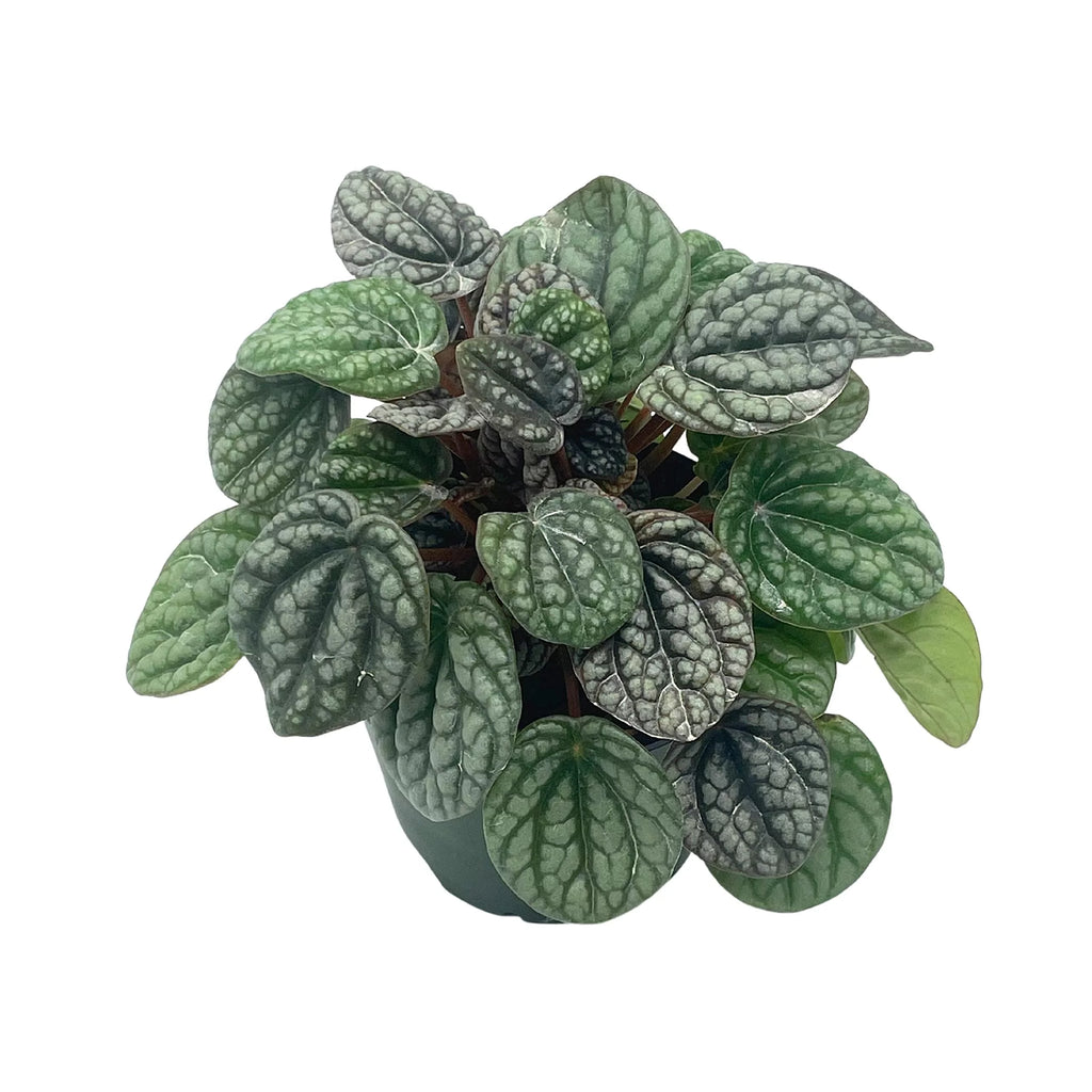 Rare Variegated Miniature Leaf Piper O8882