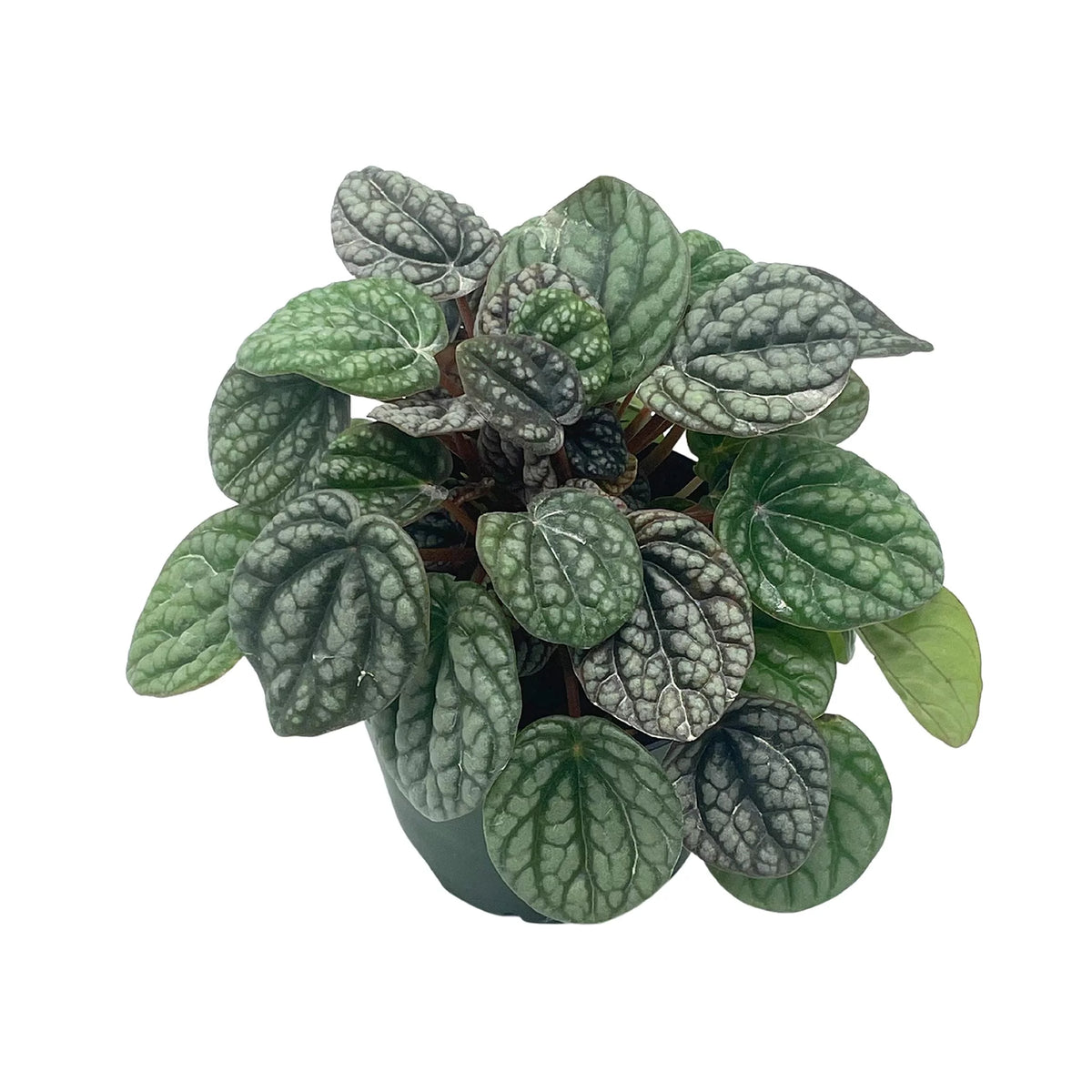 Rare Variegated Miniature Leaf Piper O8882