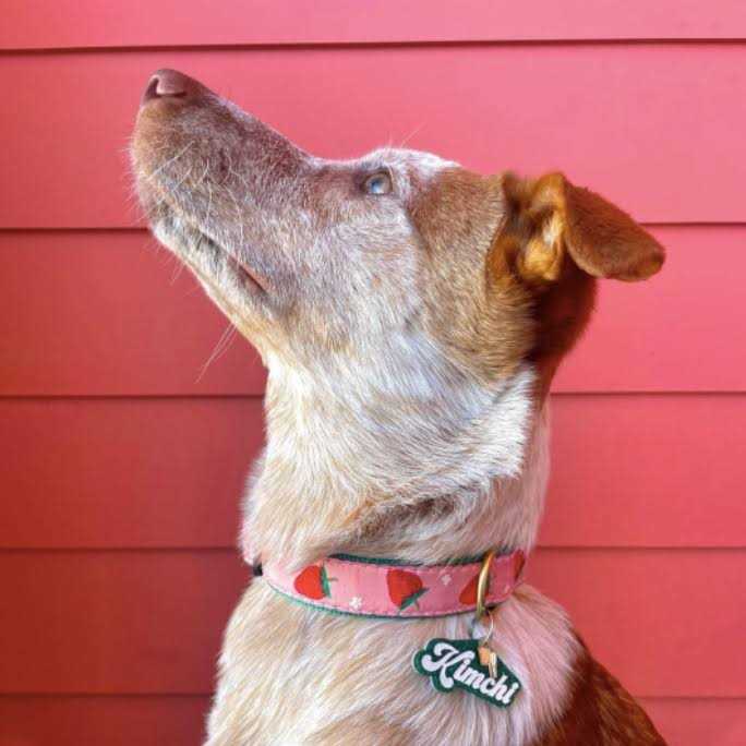 Strawberry Fields Dog Collar A46467