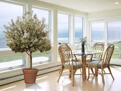 Arbequina Olive Tree Z25300