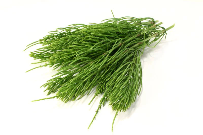 3-Pack Horsetail Herbal Tea 1.06 Oz G32417