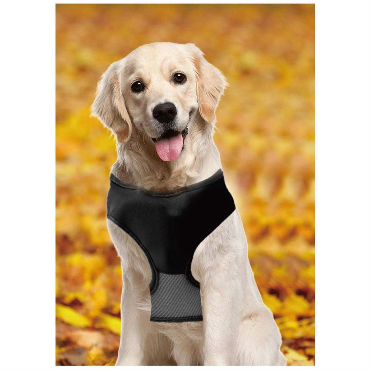 Magnetic Harness & Retractable Leash R349227