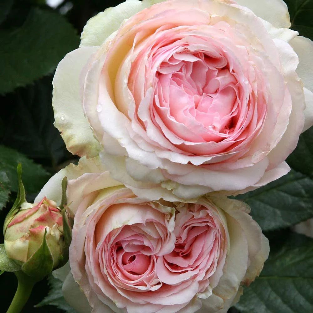 Climbing Pink Rose Plant S757