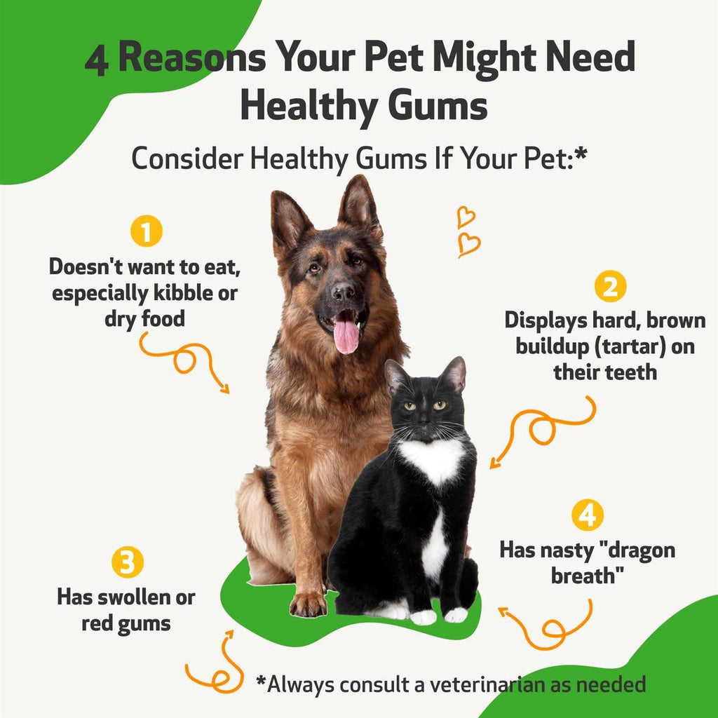 Healthy Gums for Feline Periodontal Health C8222