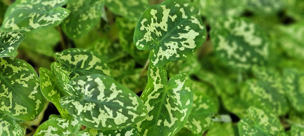 Alocasia Hilo Beauty in 3 inch Nursery Plant Pot Live Rare Exotic Tropical Indoor House Plants R3001