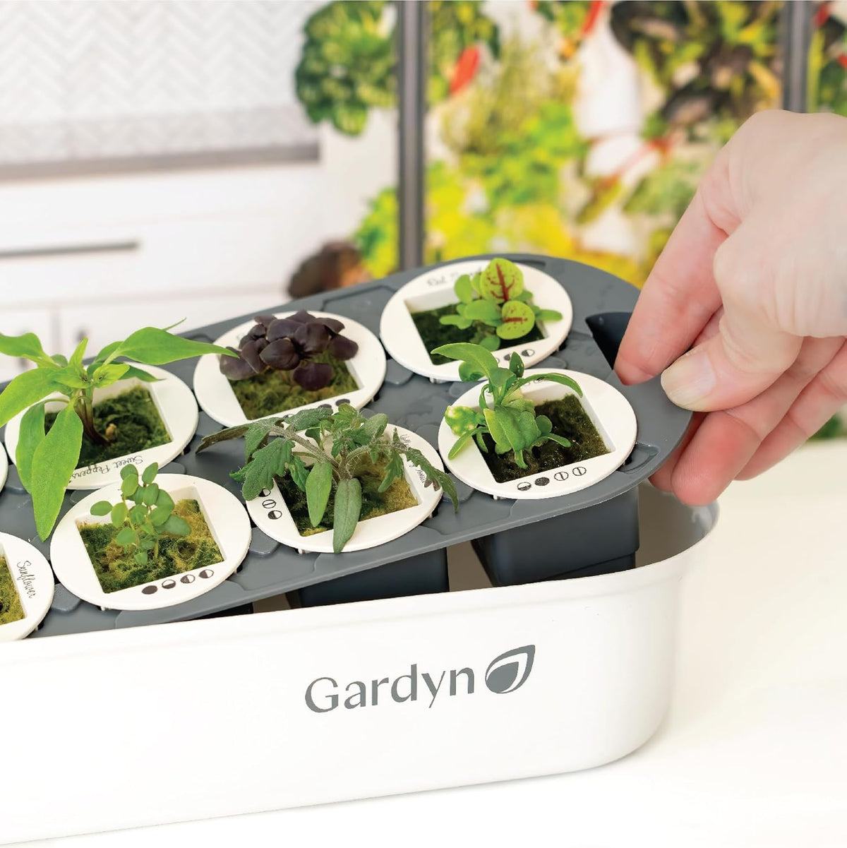 Indoor Garden Seed Starter Tray for Hydroponic Growing Systems O27503