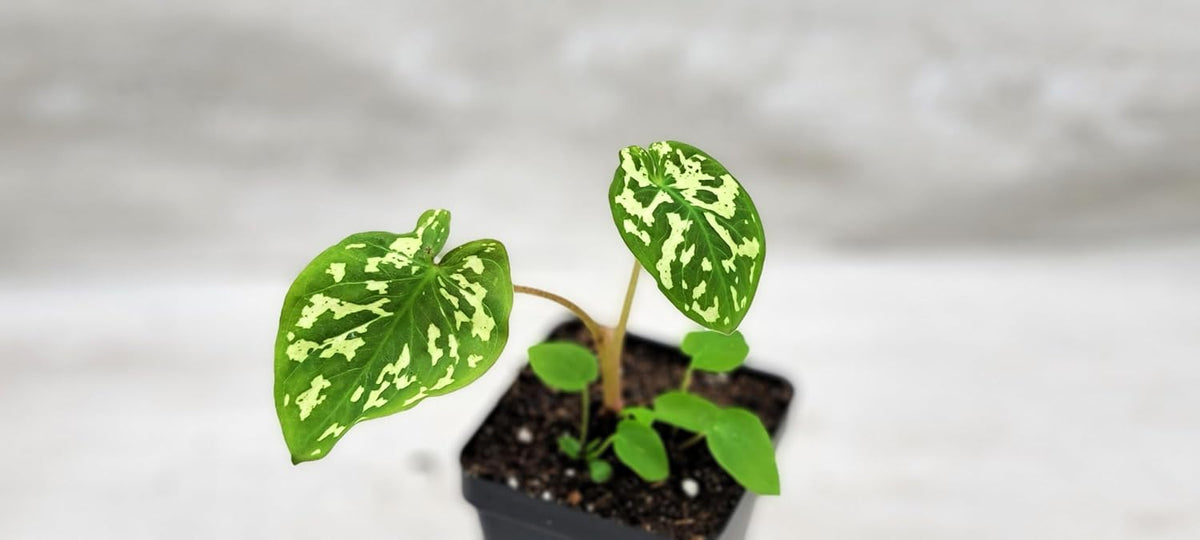 Alocasia Hilo Beauty in 3 inch Nursery Plant Pot Live Rare Exotic Tropical Indoor House Plants R3001