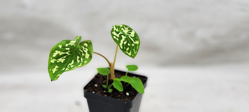 Alocasia Hilo Beauty in 3 inch Nursery Plant Pot Live Rare Exotic Tropical Indoor House Plants R3001