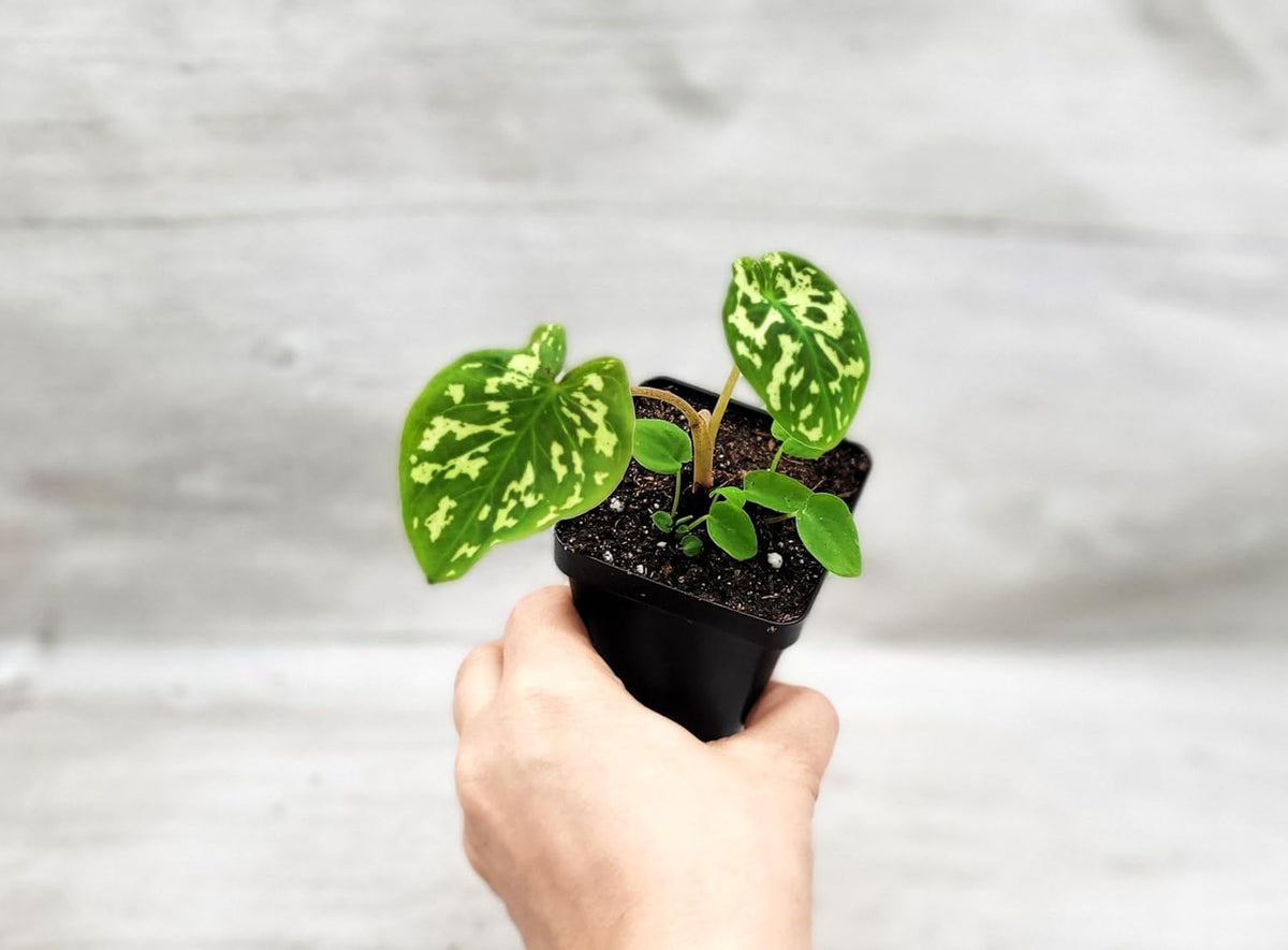 Alocasia Hilo Beauty in 3 inch Nursery Plant Pot Live Rare Exotic Tropical Indoor House Plants R3001