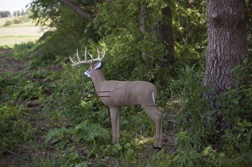 3D Deer Archery Target O30501