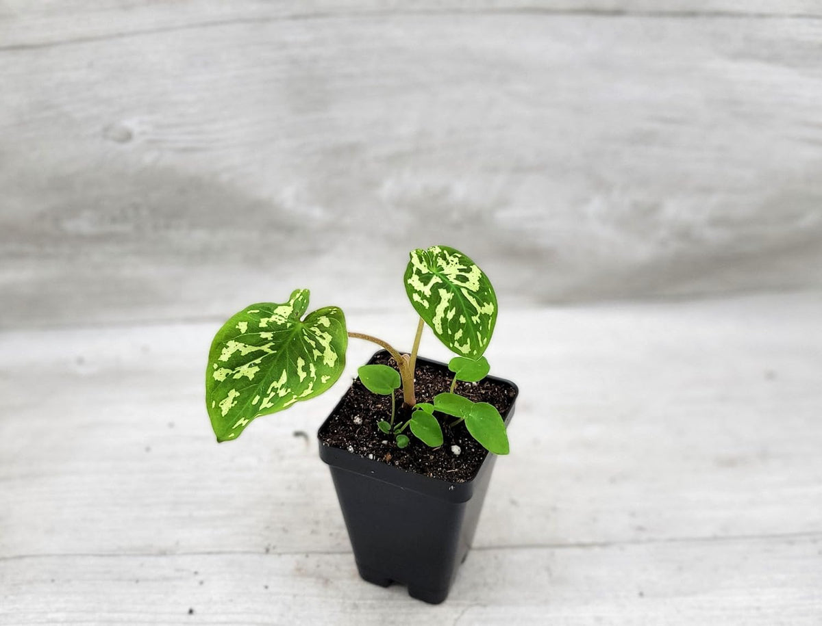 Alocasia Hilo Beauty in 3 inch Nursery Plant Pot Live Rare Exotic Tropical Indoor House Plants R3001