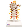 Cervical Spinal Column Anatomical Model F82452