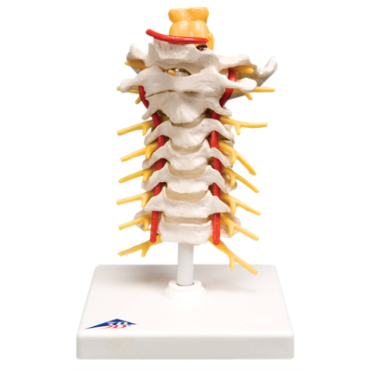 Cervical Spinal Column Anatomical Model F82452