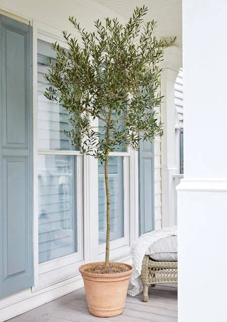 Arbequina Olive Tree Z25300