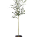 Arbequina Olive Tree Z25300