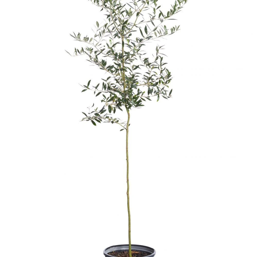 Arbequina Olive Tree Z25300