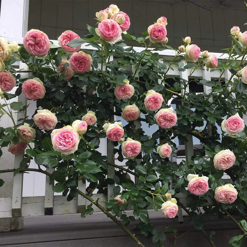 Climbing Pink Rose Plant S757