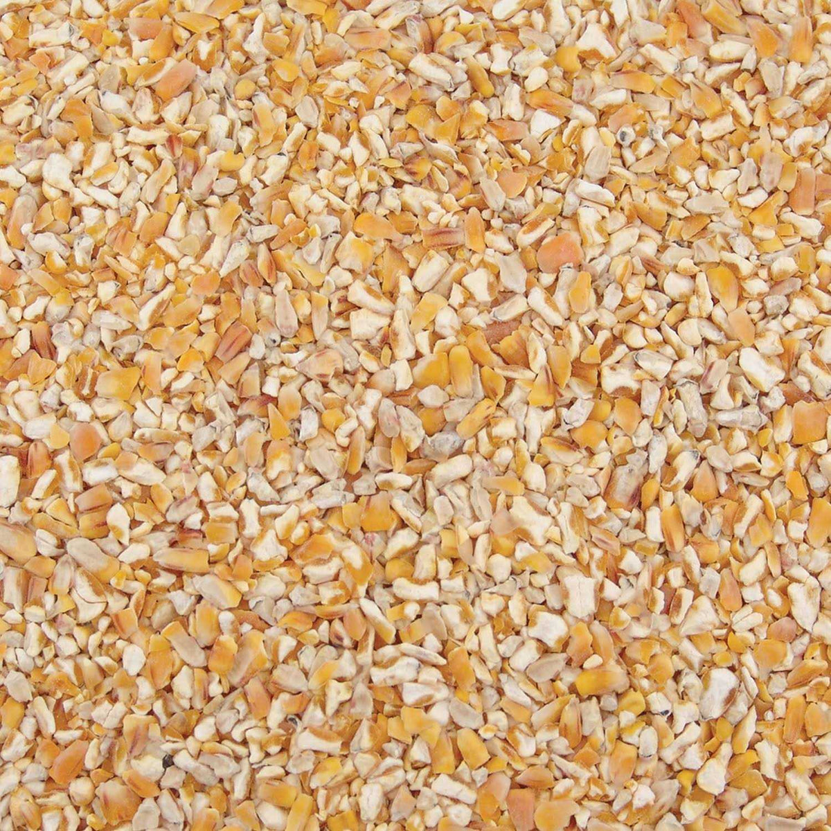 Corn U705956