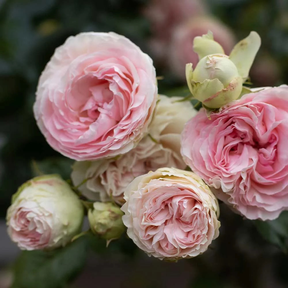 Climbing Pink Rose Plant S757