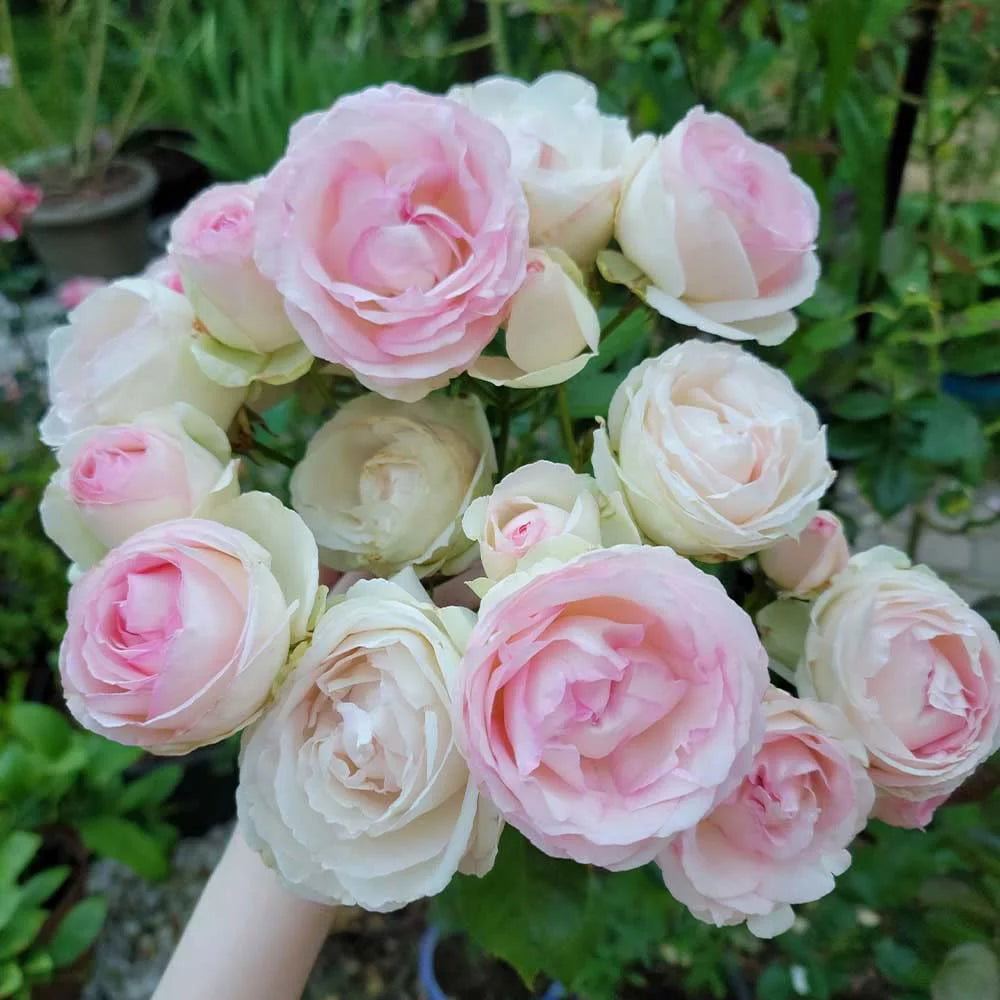 Climbing Pink Rose Plant S757