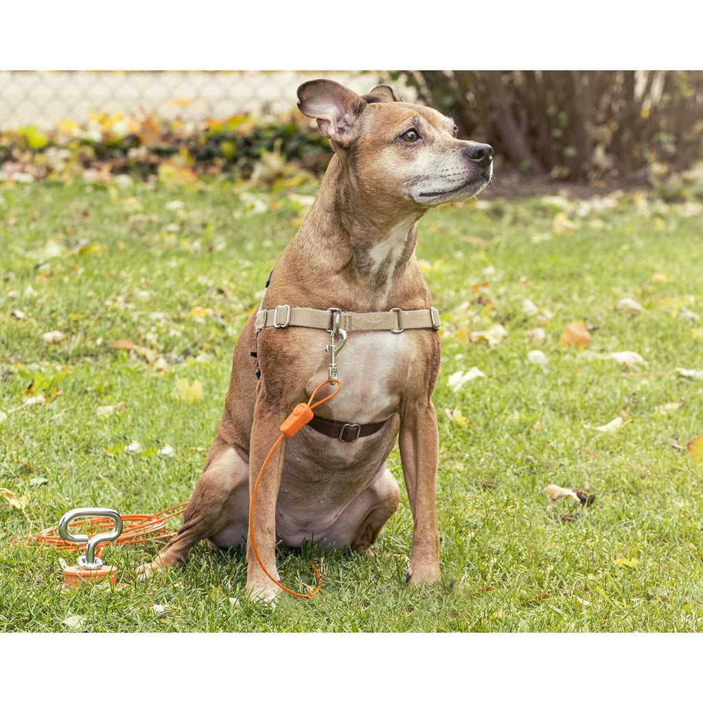 Tie-Out Cables for Dogs up to 100 Feet V80051
