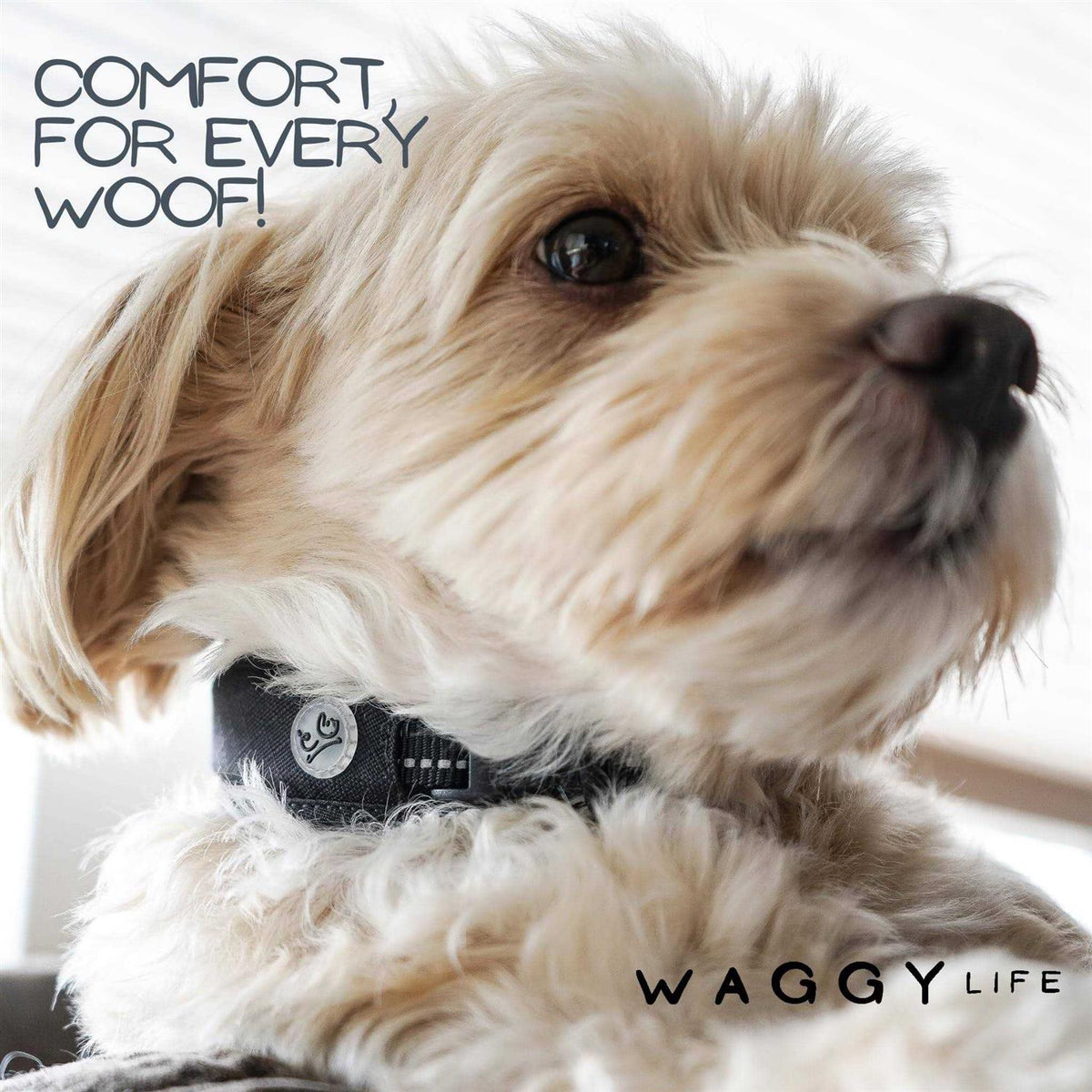 Adjustable Reflective Padded Dog Collar T895393