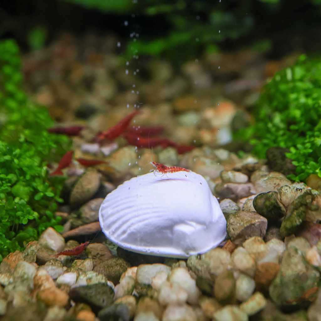 Wonder Shell T25643