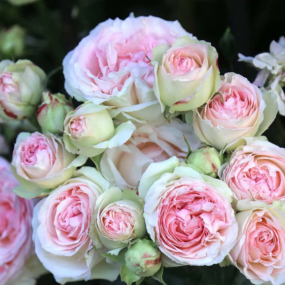 Climbing Pink Rose Plant S757