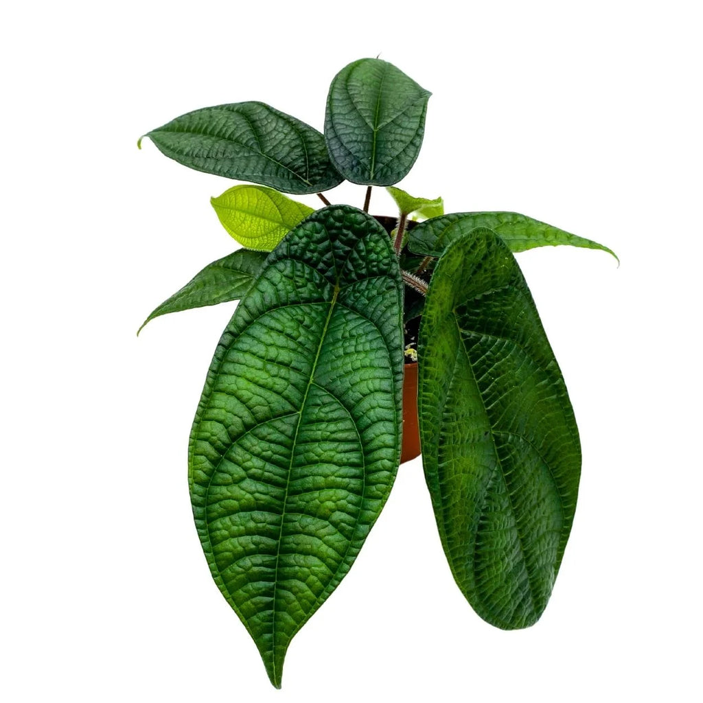 Rare Variegated Miniature Leaf Piper O8882