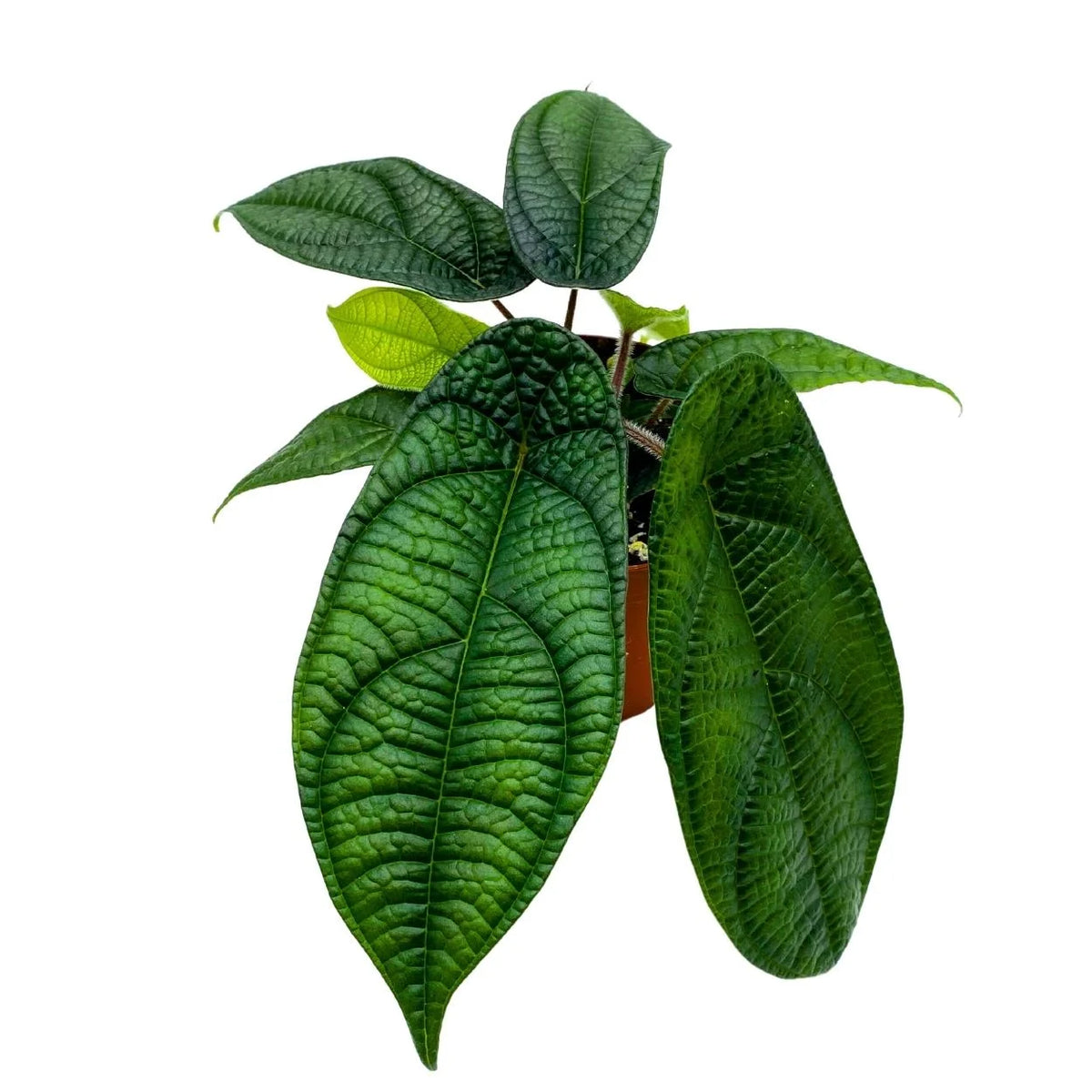 Rare Variegated Miniature Leaf Piper O8882