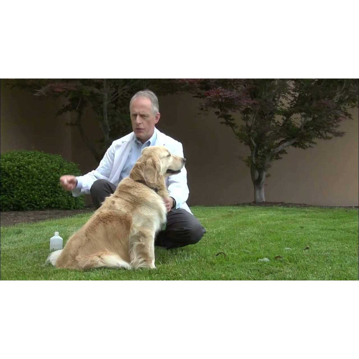 Dog Vaccine Z58364